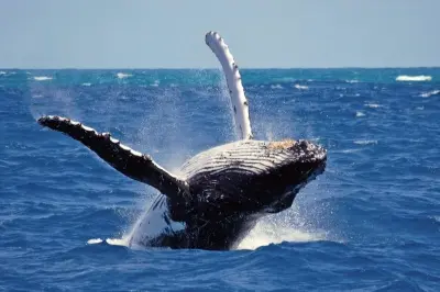 [EXD00156] 6 Night Sri Lankan Adventure for 2 - A Jewel In The Indian Ocean