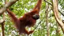 Borneo’s Untamed Beauty & Private Island Bliss For 2 (7 Nights)